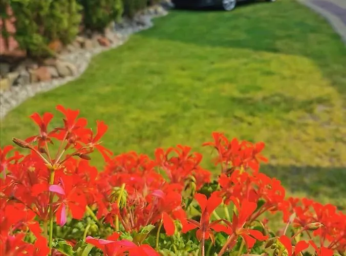 Romir Bardzo Goscinne *